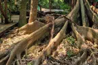 Kham Chanot Wang Nakhin (The forest temple) — Photos 3