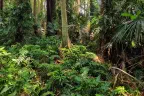 Kham Chanot Wang Nakhin (The forest temple) — Photos 4